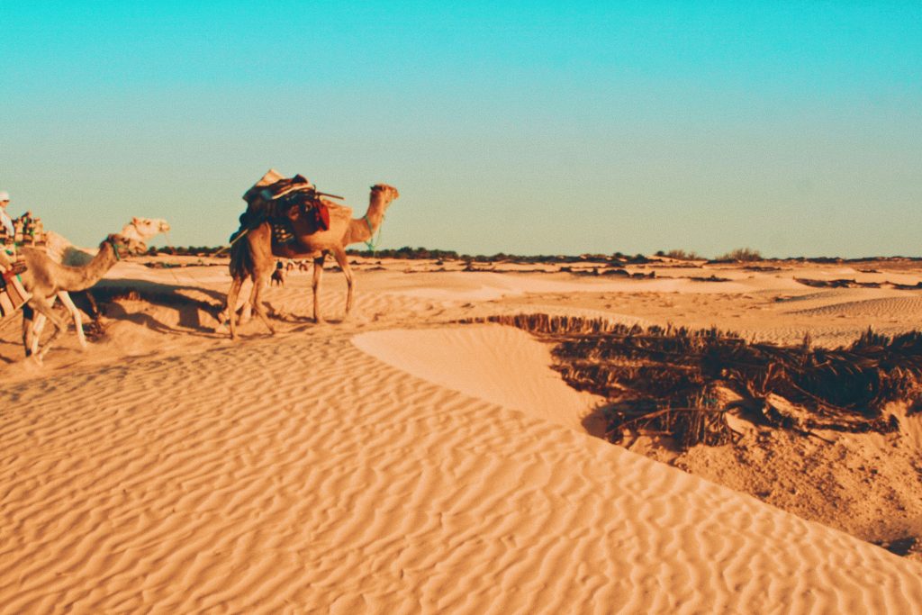 dove trascorrere capodanno con pochi soldi, dromedario nel deserto, punto di rotta