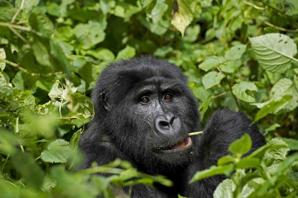 gorilla di montagna, gorilla, punto di rotta