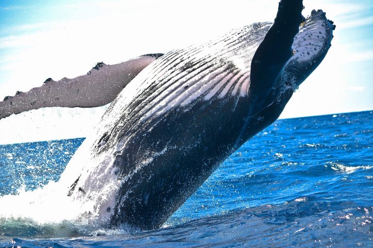balene di samanà, punto di rotta