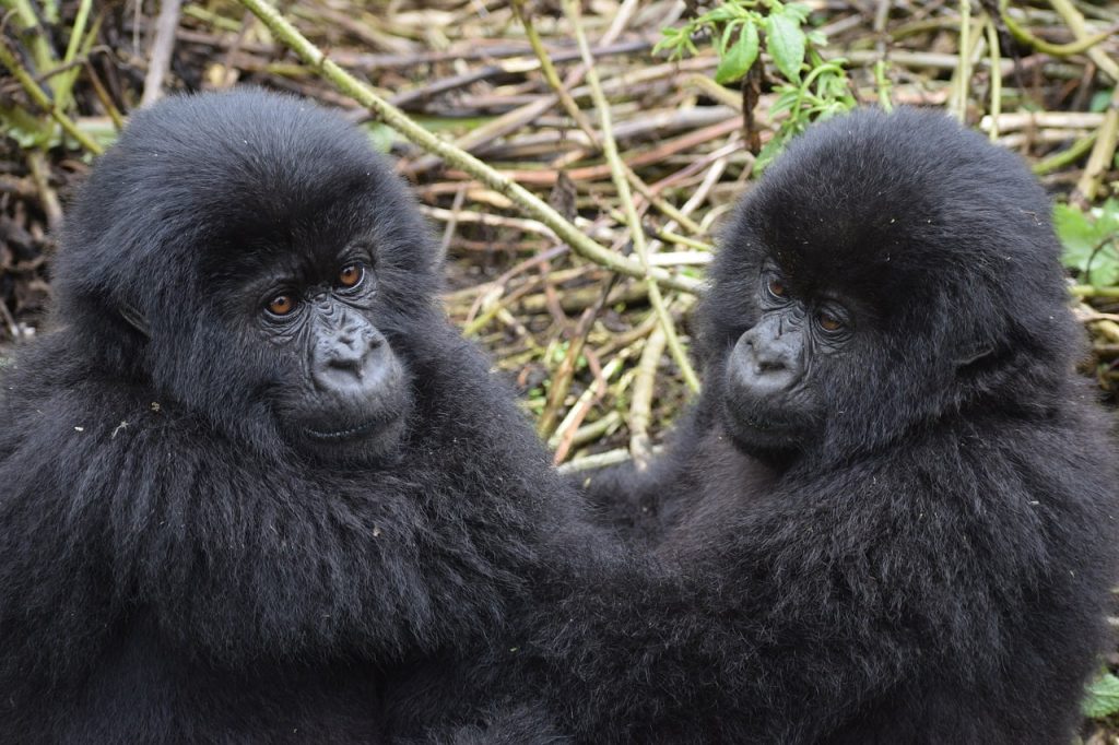 safari gorilla, due gorilla, punto di rotta