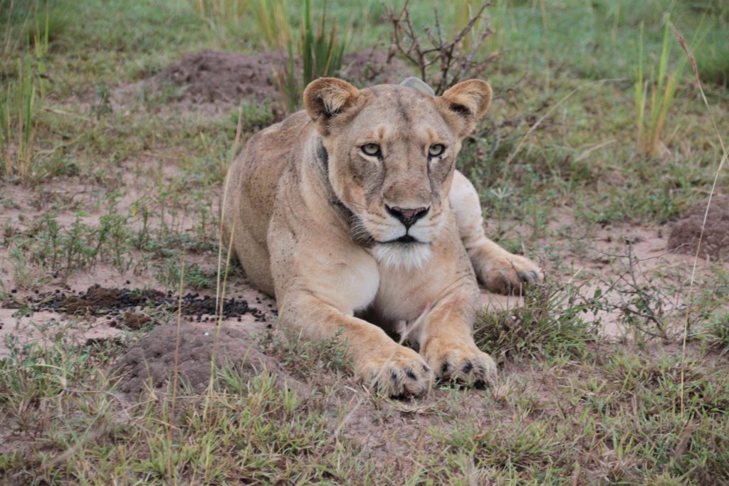 safari serengeti tanzania, leonessa, punto di rotta