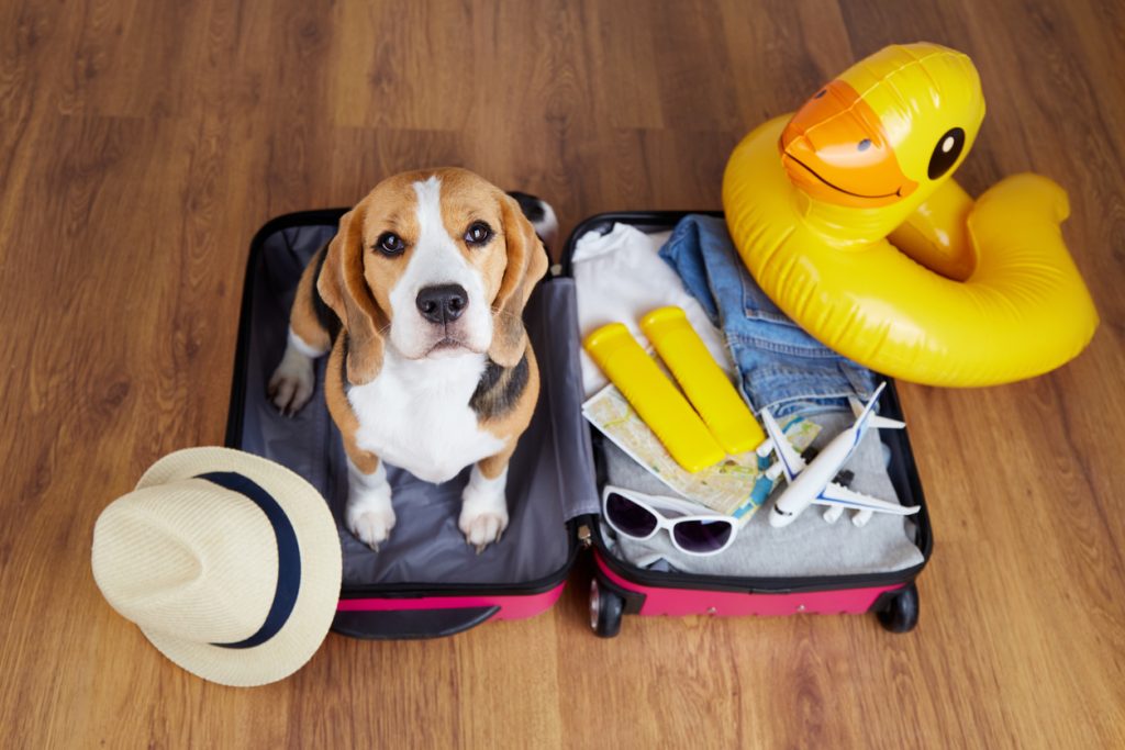 animali in aereo, cane beagle nella valigia, punto di rotta