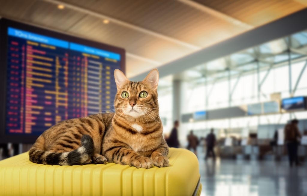animali in aereo, gatto in aeroporto, punto di rotta