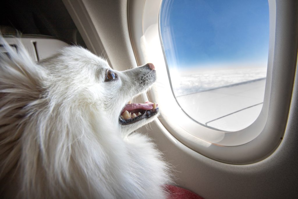 trasportare animali in aereo, cane volpino in cabina, punto di rotta