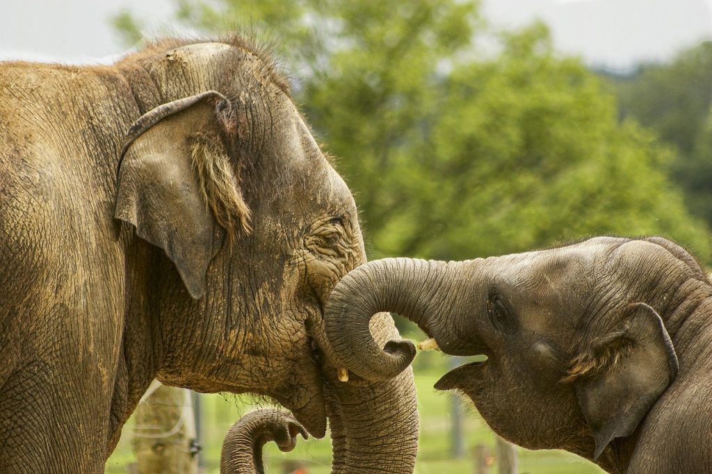 come organizzare un viaggio in kenya, elefanti, punto di rotta