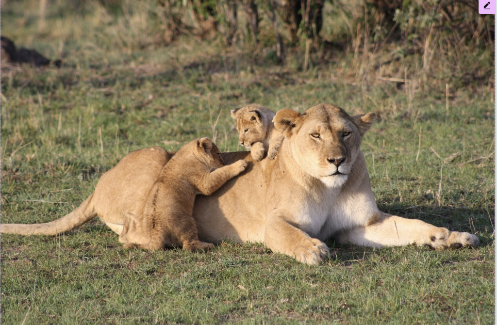Come organizzare un safari in Kenya, leonessa con cuccioli, punto di rotta