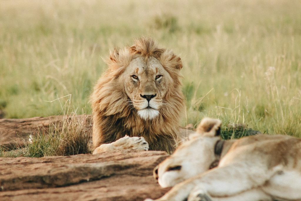 viaggio in kenya con safari, leone e leonessa, punto di rotta