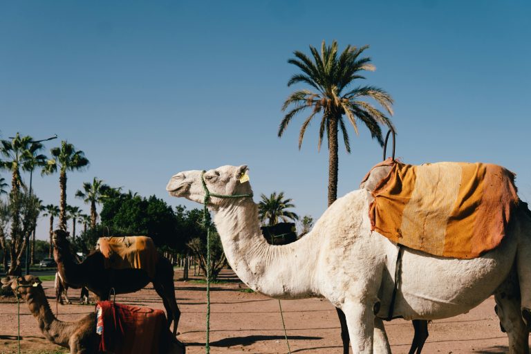 cosa fare a djerba, dromedario, punto di rotta