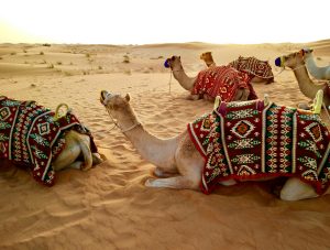 dromedario a djerba, dromedari, punto di rotta