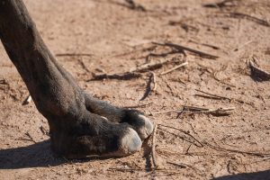 escursioni djerba, zampa dromedario, punto di rotta