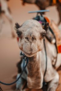 dromedario a djerba, dromedario, punto di rotta
