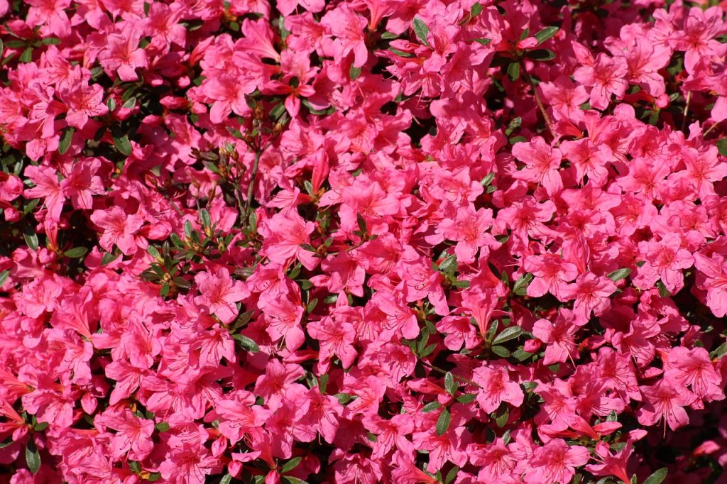 oasi zegna, rododendri, punto di rotta