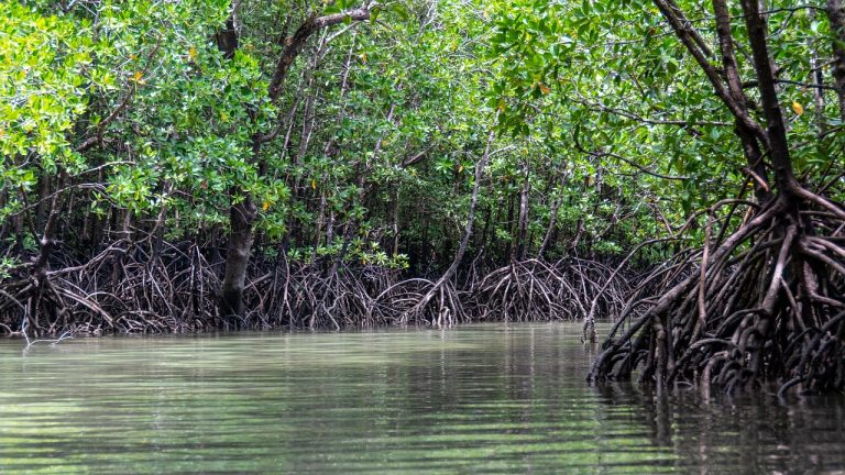 Mida-Creek-Adventure-mangrovie-punto-di-rotta