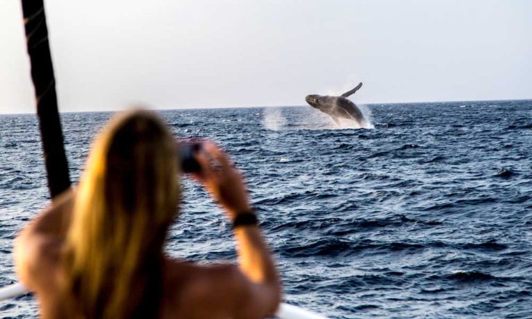 balene a samana, donna, mare, repubblica dominicana, punto di rotta