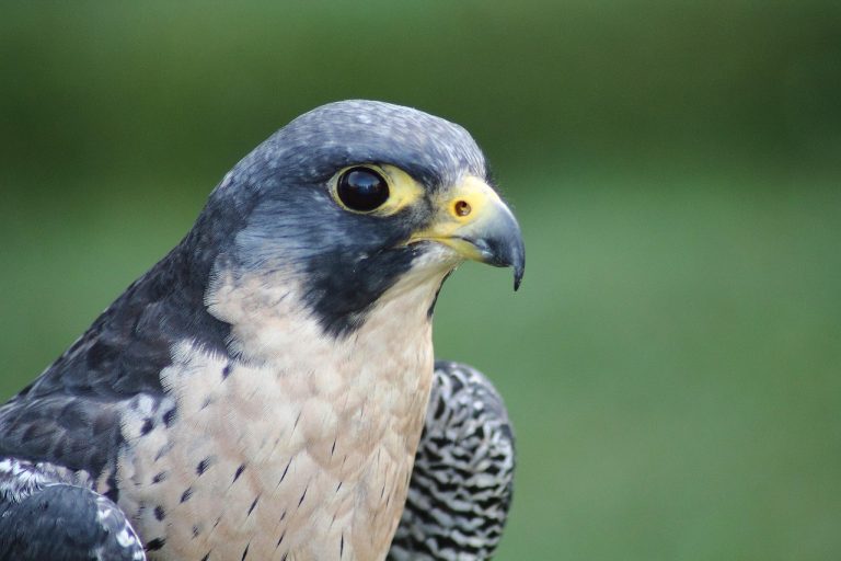 falconeria di malindi, uccello, punto di rotta