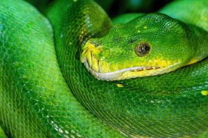 falconeria di malindi, kenya, serpente, punto di rotta