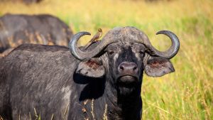 riserva sanctuary, bufalo, punto di rotta