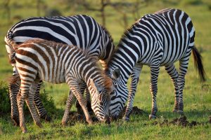 safari in kenya, zebre, punto di rotta