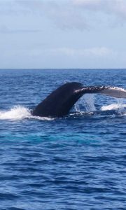 osservazione delle balene di samana, balena, punto di rotta