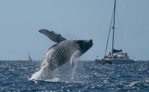 quando si vedono le balene a samana, balena che salta, punto di rotta