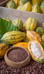 escursione sapori dominicani, cacao, repubblica dominicana, punto di rotta
