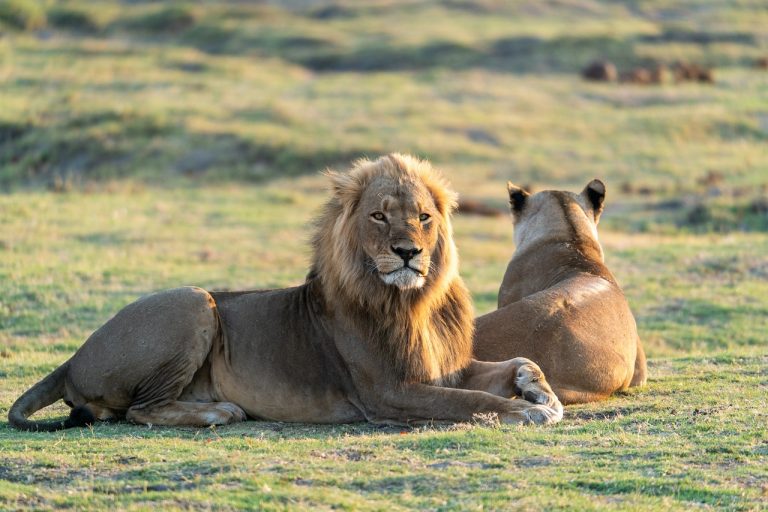 tsavo-est-leone-punto-di-rotta