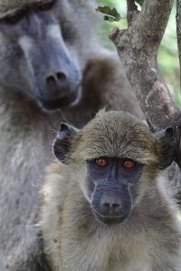 safari in kenya, babbuini, punto di rotta