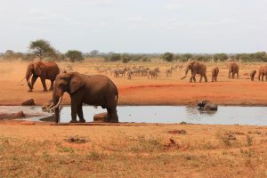 tsavo est e tsavo ovest, elefanti, punto di rotta