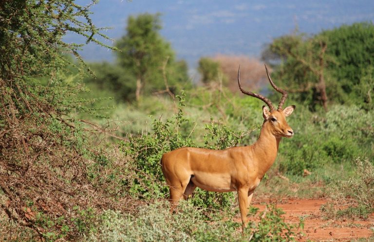 tsavo-est-tsavo-ovest-gazzella-punto-di-rotta