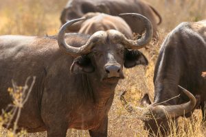 tsavo est lodge, animali, punto di rotta