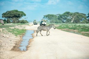 tsavo est e amboseli, zebra, punto di rotta