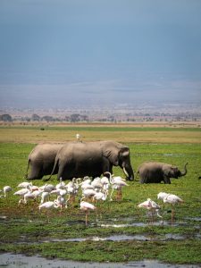 tsavo est e amboseli, elefanti, punto di rotta