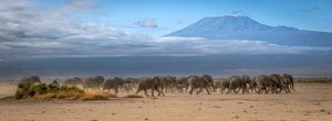 safari in kenya, elefanti, punto di rotta